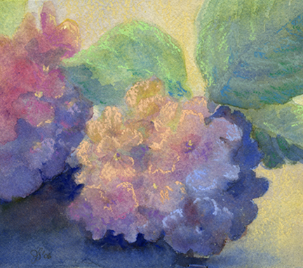 Hydrangea Watercolor w/Pastel