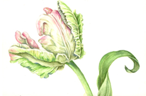 Tulip Watercolor