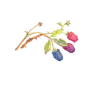 Wildberries Watercolor